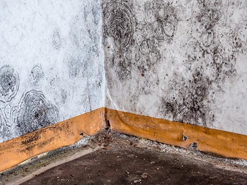 example of mold removal example of mold Hamilton